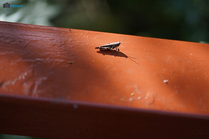 相對輕量短小便宜的百微【TOKINA FiRIN 100mm F2.8 FE AF MACRO】