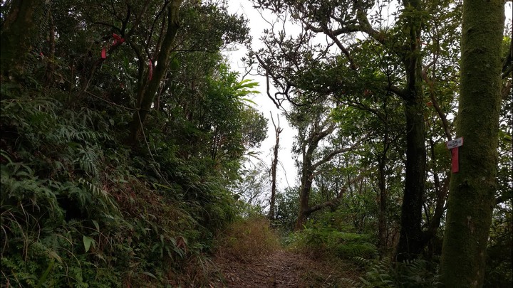 [樂山童盟] [新北平溪] 平湖西步道-內平林山