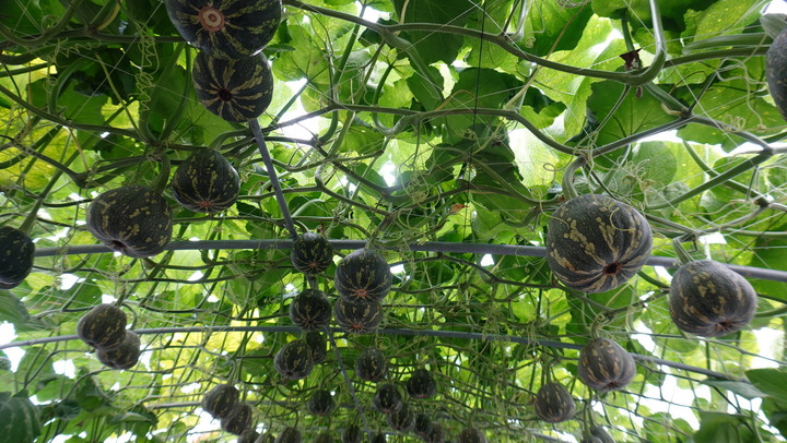 【屏東】2022 屏東熱帶農業博覽會