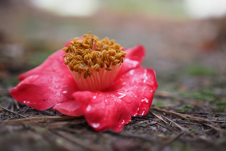 點我看大圖 OM System M.ZD ED 20mm f/1.4 PRO 評測報告|便攜與柔美散景兼顧!