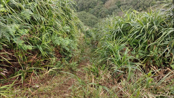 [樂山童盟] [新北平溪] 平湖西步道-內平林山