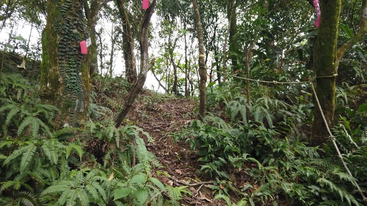 [樂山童盟] [新北平溪] 平湖西步道-內平林山