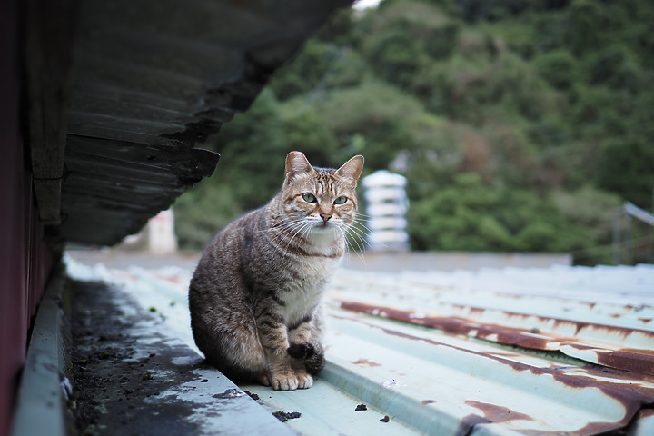 點我看大圖 OM System M.ZD ED 20mm f/1.4 PRO 評測報告|便攜與柔美散景兼顧!