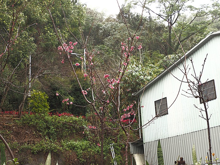 雨中日月潭紀實－朝霧碼頭、水社親水步道、蔣公涼亭、蔣介石碼頭、耶穌堂、梅荷園、向山遊客中心、玄奘寺、伊達邵