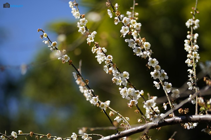相對輕量短小便宜的百微【TOKINA FiRIN 100mm F2.8 FE AF MACRO】