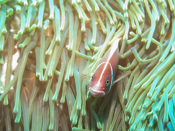 【水下影像】虎年走春，水下也要去晃晃