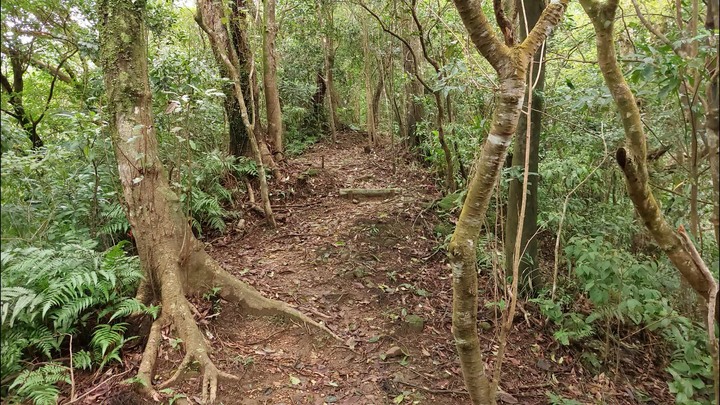 [樂山童盟] [新北平溪] 平湖西步道-內平林山