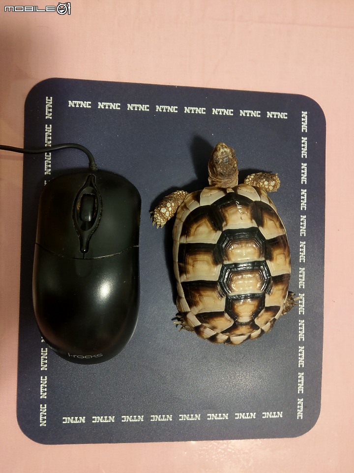 滑鼠怎麼不動了？