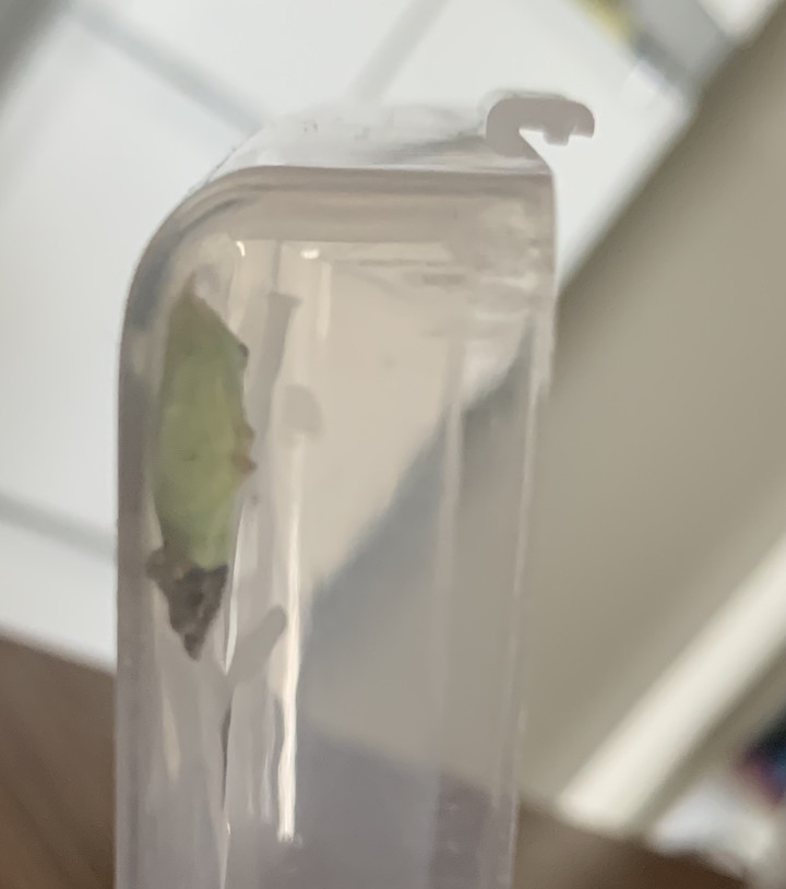 紋白蝶的蛹羽化空間夠嗎？