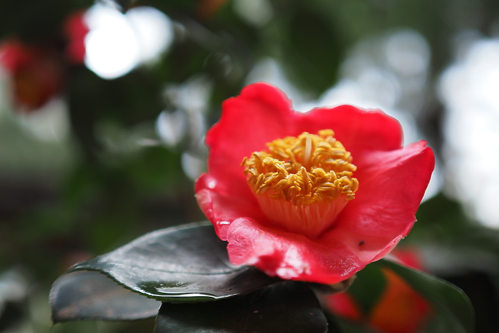 點我看大圖 OM System M.ZD ED 20mm f/1.4 PRO 評測報告|便攜與柔美散景兼顧!