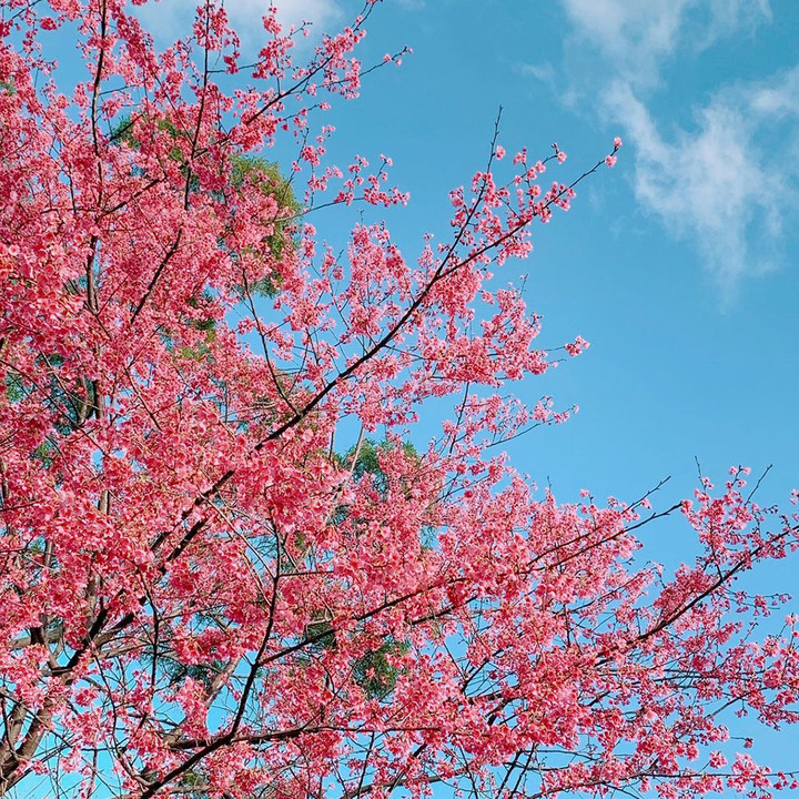 櫻花系網美絕不能錯過的2022內行人賞櫻情報！全台北中南隱藏版賞櫻秘境即刻啟程！