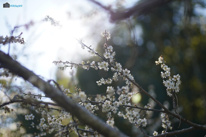 相對輕量短小便宜的百微【TOKINA FiRIN 100mm F2.8 FE AF MACRO】