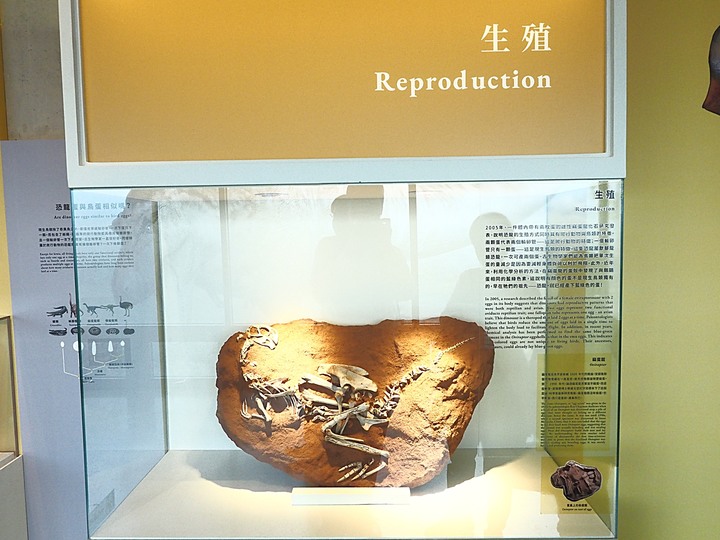臺南左鎮化石園區 – 全臺首座且唯一之化石教育園區 — 大年初一走春去!