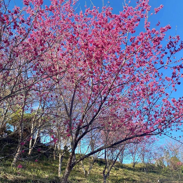 櫻花系網美絕不能錯過的2022內行人賞櫻情報！全台北中南隱藏版賞櫻秘境即刻啟程！