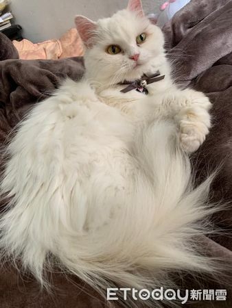 猜猜牠幾歲?童顏老橘「只看過2次醫生」媽曝長壽秘訣:多喝水