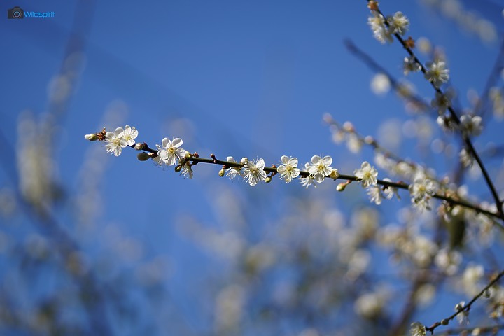 相對輕量短小便宜的百微【TOKINA FiRIN 100mm F2.8 FE AF MACRO】