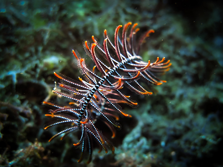 【水下影像】虎年走春，水下也要去晃晃