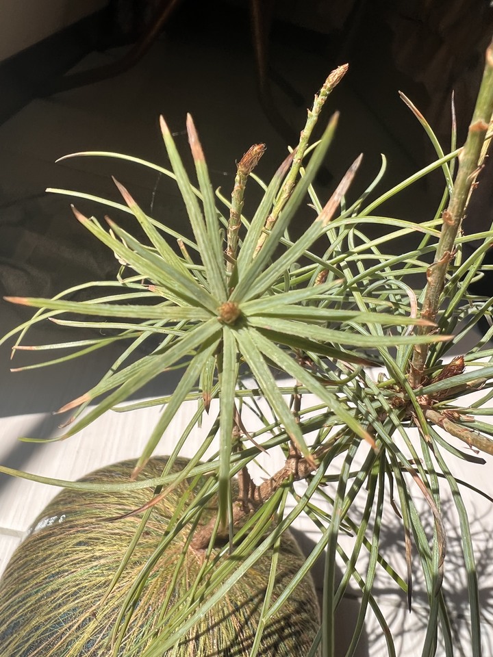 五葉松焦尾怎麼辦 （苔球）