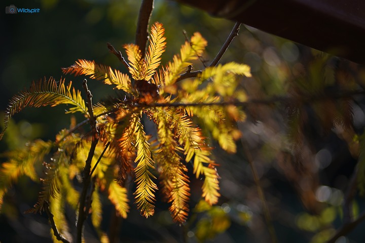 相對輕量短小便宜的百微【TOKINA FiRIN 100mm F2.8 FE AF MACRO】