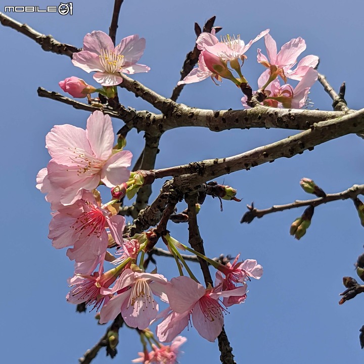 河津櫻 台南市山上區淨水池區 02/01