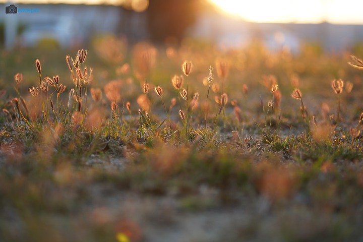 相對輕量短小便宜的百微【TOKINA FiRIN 100mm F2.8 FE AF MACRO】