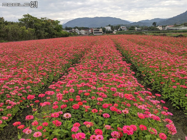 美濃杉林花海 高雄市杉林區181縣道 02/04