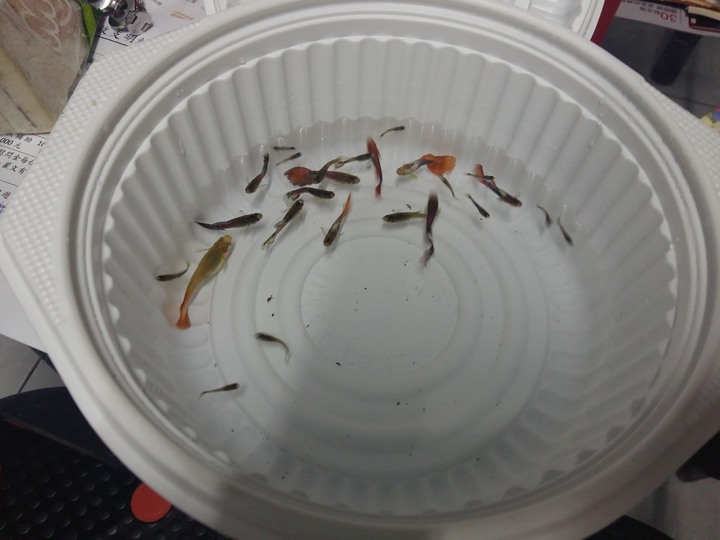 我的水族箱系列~來佈置新缸囉~~~