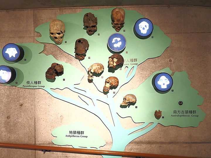 臺南左鎮化石園區 – 全臺首座且唯一之化石教育園區 — 大年初一走春去!
