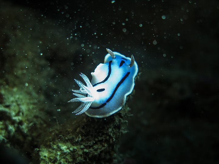 【水下影像】虎年走春，水下也要去晃晃