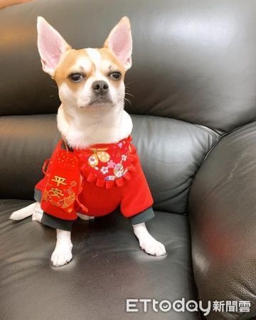 猜猜牠幾歲?童顏老橘「只看過2次醫生」媽曝長壽秘訣:多喝水