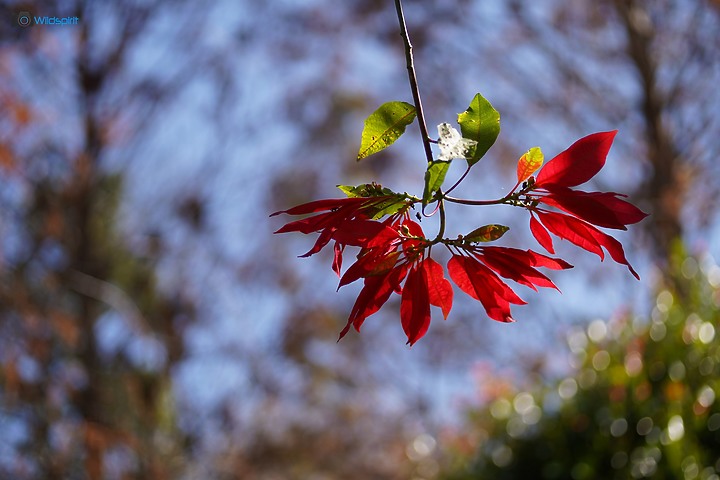 相對輕量短小便宜的百微【TOKINA FiRIN 100mm F2.8 FE AF MACRO】