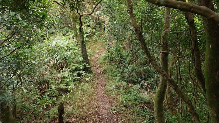 [樂山童盟] [新北平溪] 平湖西步道-內平林山