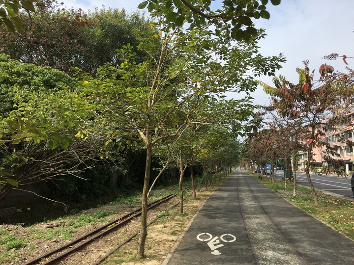 騎 遊 新 營 、 鹽 水 追 蜂 炮
