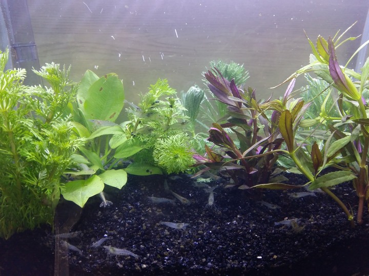 我的水族箱系列~來佈置新缸囉~~~