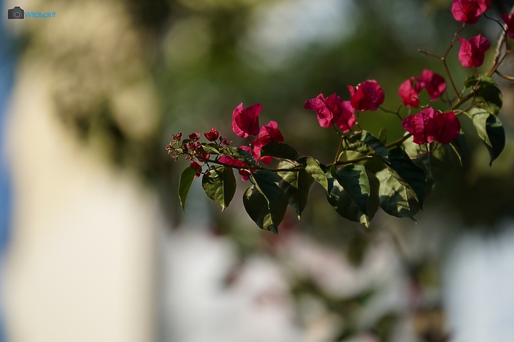 還算輕便的防手震長砲【SONY FE 70-300mm F4.5-5.6 G OSS】