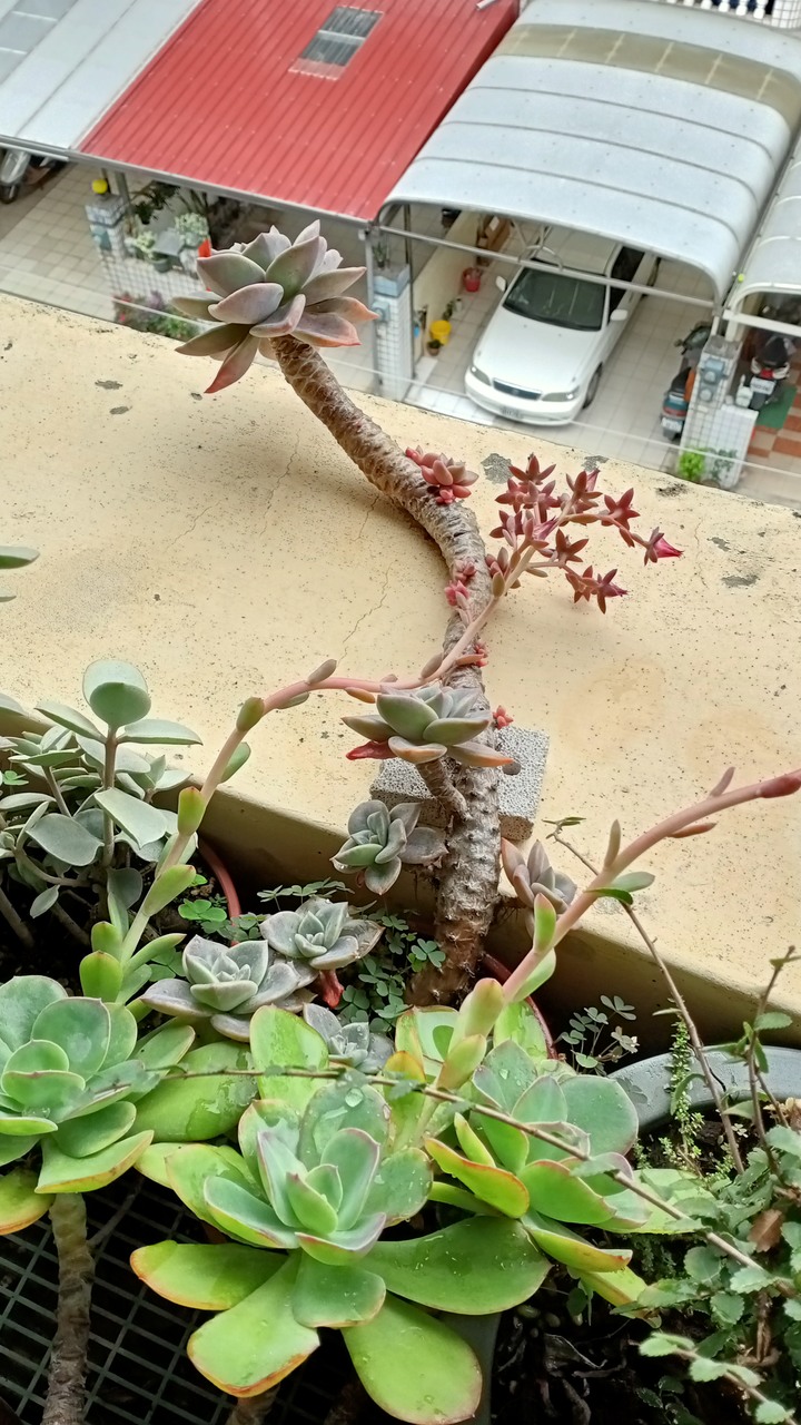 我的一些多肉介質心得