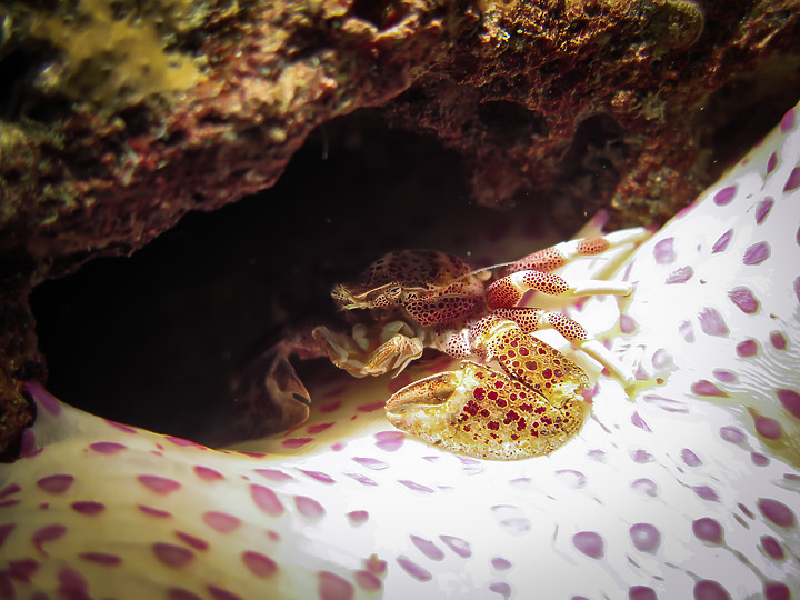 【水下影像】虎年走春，水下也要去晃晃