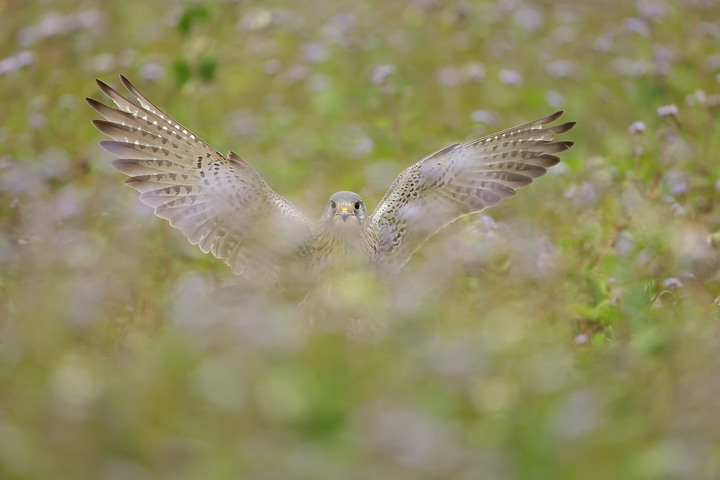 原圖直出！EOS R3拍的飛羽照片分享