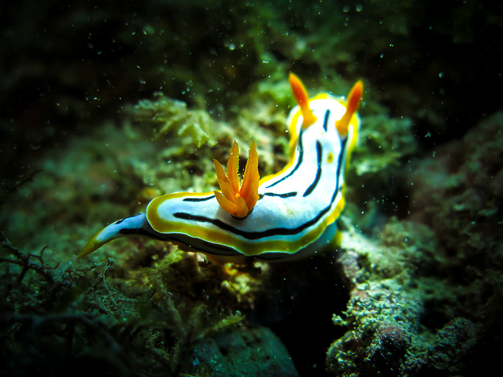 【水下影像】虎年走春，水下也要去晃晃