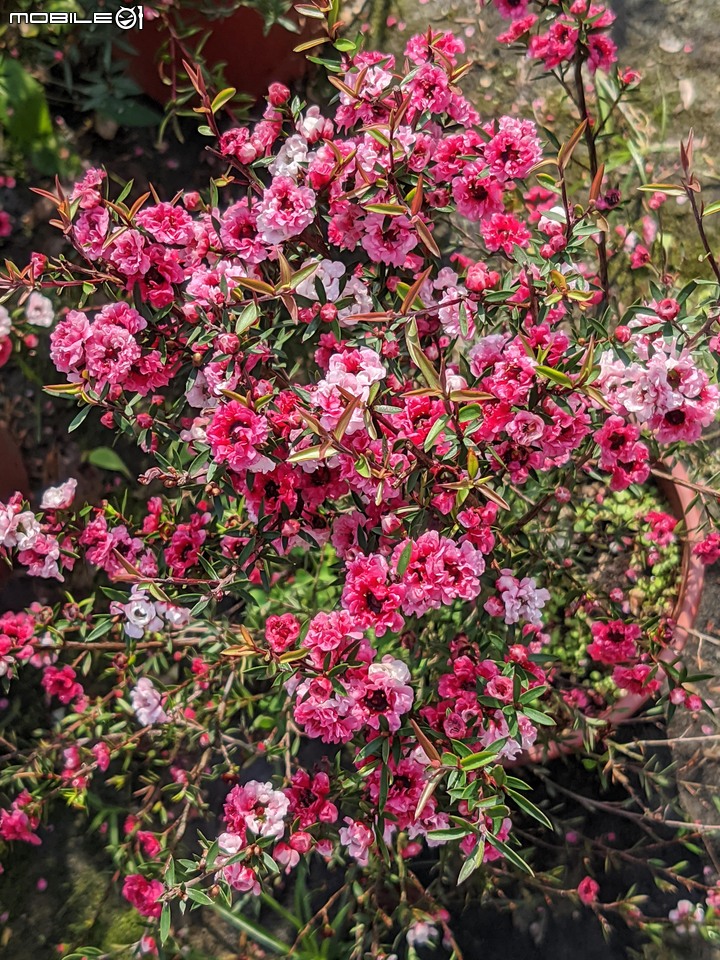 松紅梅 台南市歸仁區七甲花卉中心 02/06