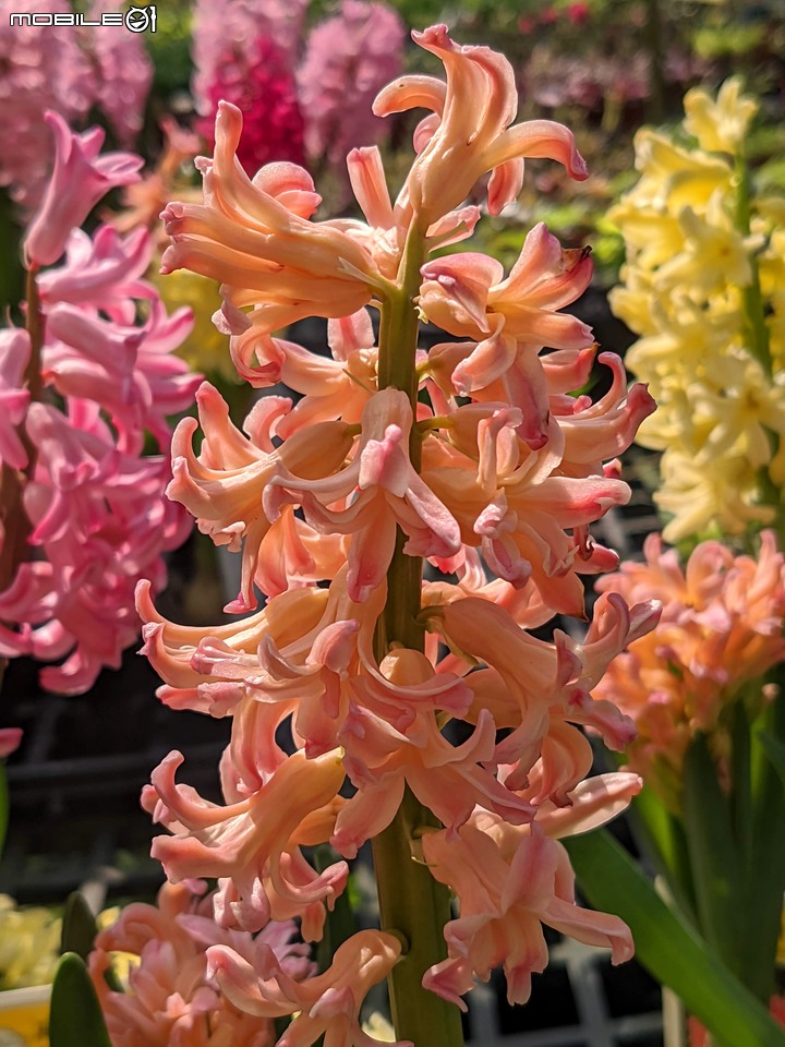 松紅梅 台南市歸仁區七甲花卉中心 02/06