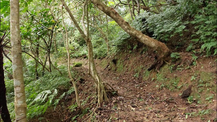 [樂山童盟] [新北平溪] 平湖西步道-內平林山