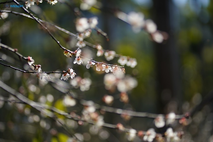 相對輕量短小便宜的百微【TOKINA FiRIN 100mm F2.8 FE AF MACRO】