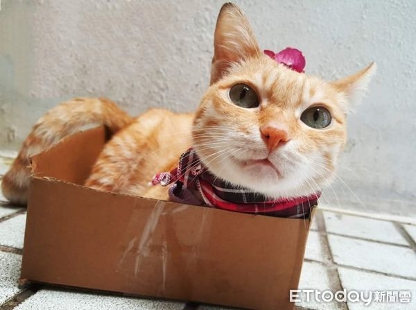 猜猜牠幾歲?童顏老橘「只看過2次醫生」媽曝長壽秘訣:多喝水