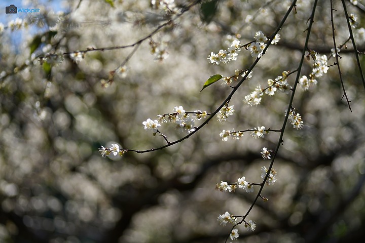 相對輕量短小便宜的百微【TOKINA FiRIN 100mm F2.8 FE AF MACRO】