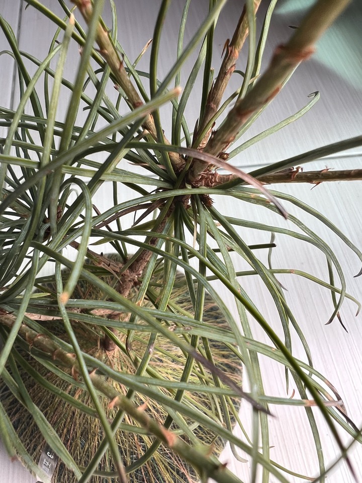 五葉松焦尾怎麼辦 （苔球）