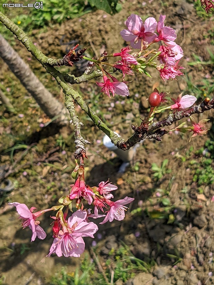 河津櫻 台南市山上區淨水池區 02/01