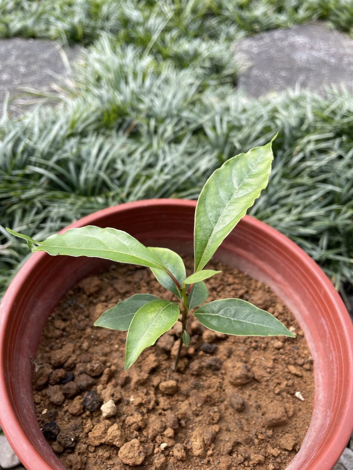 請教植物名稱