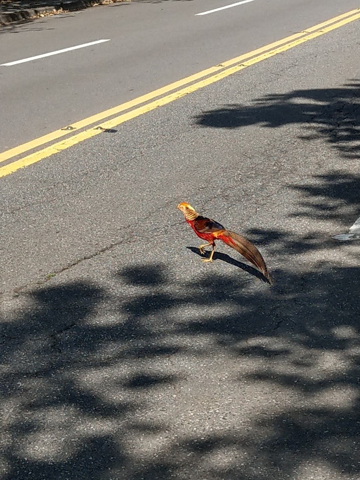 求辨識形似鳳凰的野鳥
