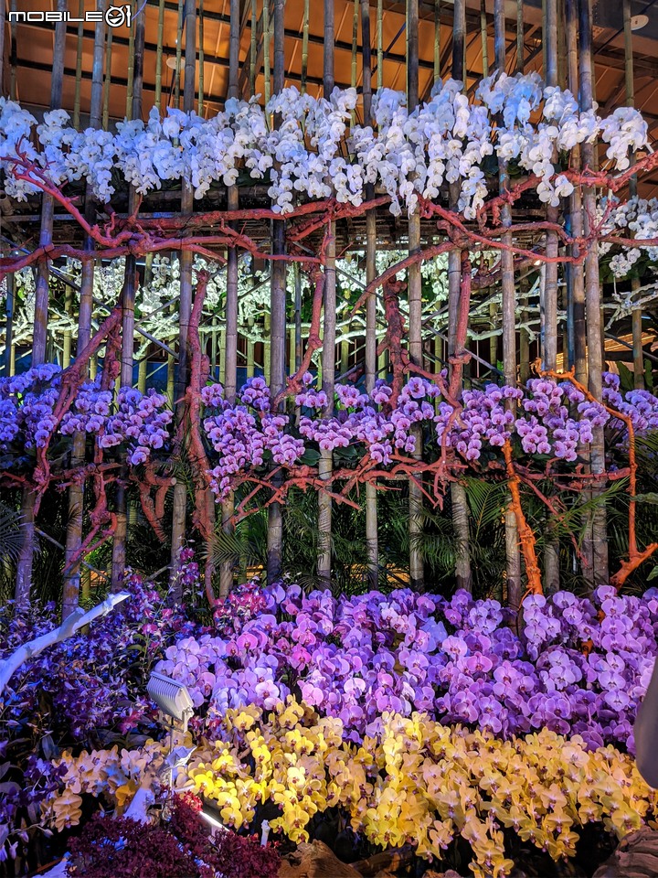 蘭花展 台南市後壁區蘭花生物科技園區 03/26